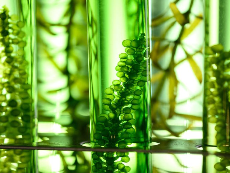 Chlorella: Die kraftvolle Süßwasseralge für Vitalität und Gesundheit