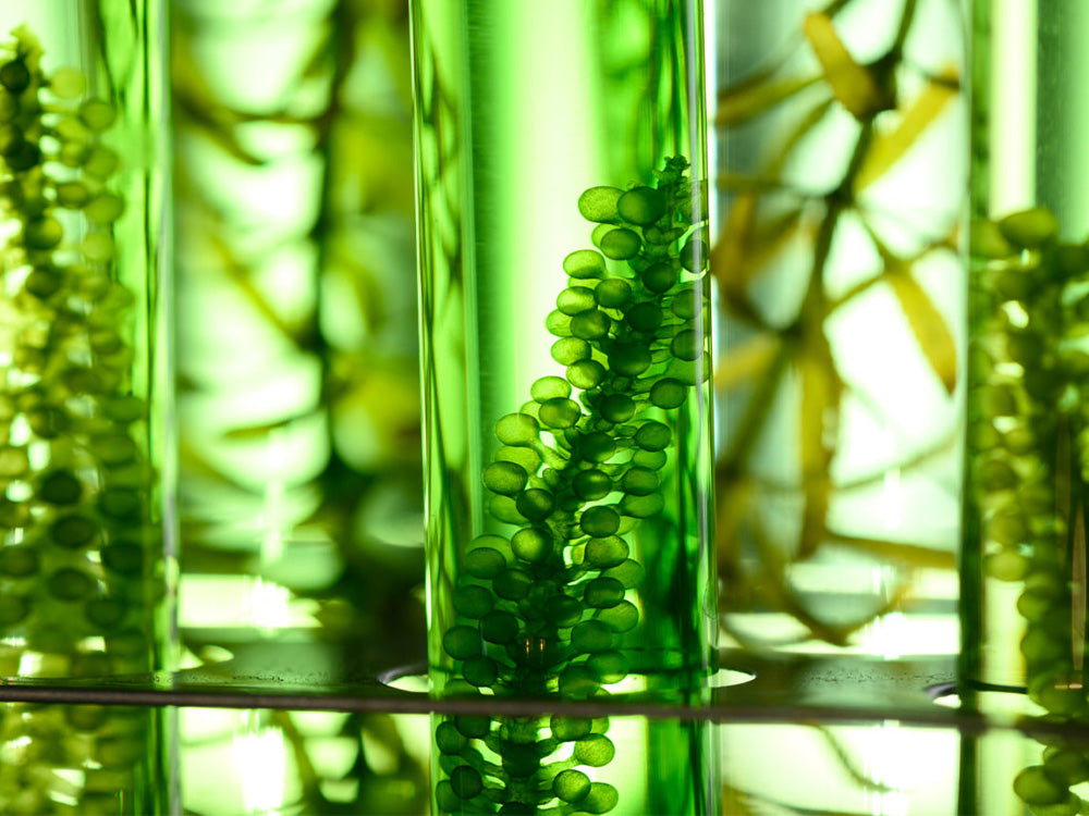 Grüne Algen in mehreren Glasröhren stehend, unscharfer grüner Hintergrund. Grüne Algen in mehreren Glasröhren stehend, unscharfer grüner Hintergrund.