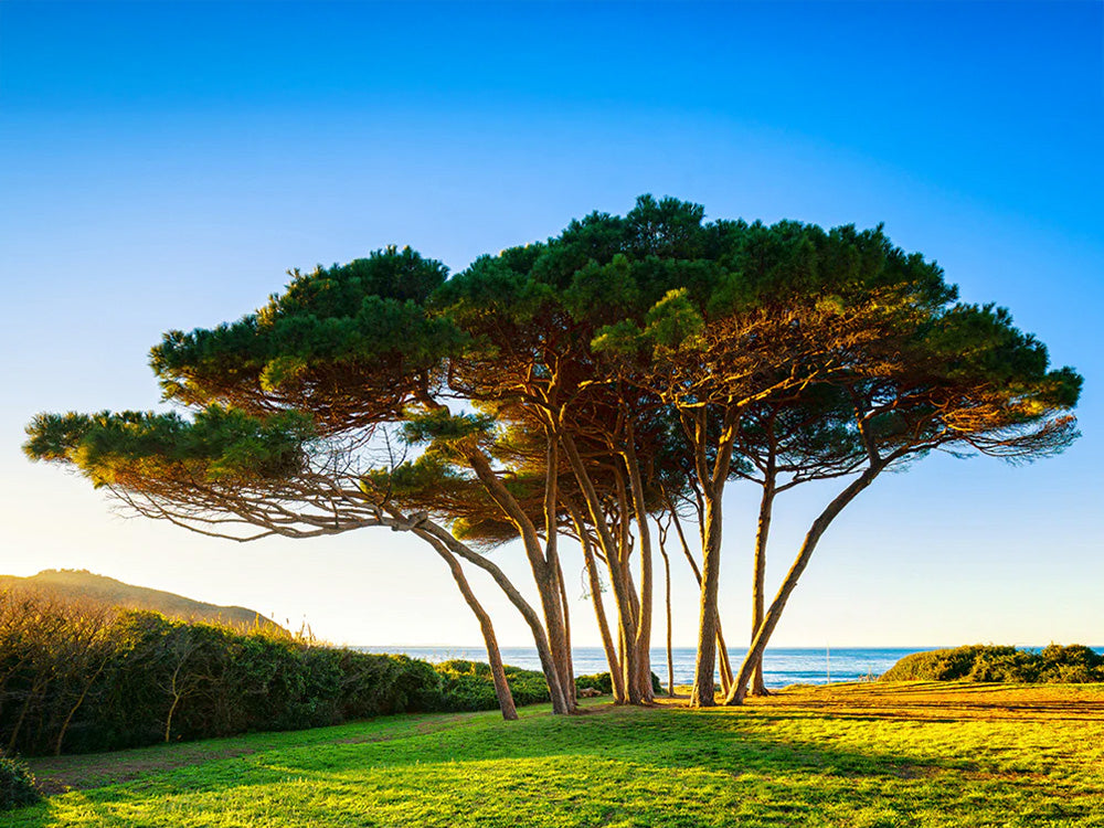 Gruppe von Pinienbäumen mit ausladender Krone auf einer Wiese am Meer bei klarem Himmel Gruppe von Pinienbäumen mit ausladender Krone auf einer Wiese am Meer bei klarem Himmel